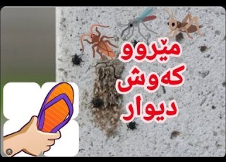 لێکدانەوەی مێروو و کەوش نەعل و دیوار لە خەوندا بە نموونەی پشتڕاستکراوەوە