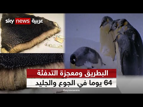 البطريق ومعجزة التدفئة 64 يوما في الجوع والجليد