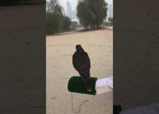 تأسيس تبع جير كويكبي