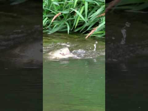 Giant Mossy Creek Brown Trout On A Mouse With Tenkara Fishing Trout Tenkara Flyfishing