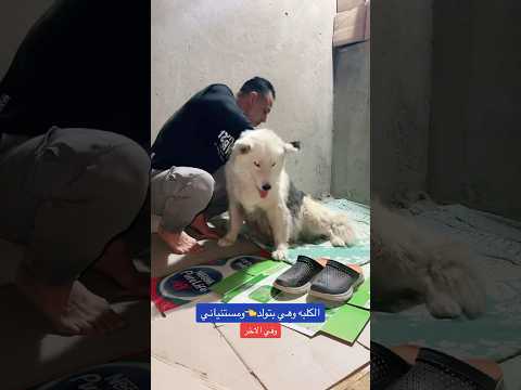 الكلبه الهاسكي وهي بتولد اعراض الولادة كده