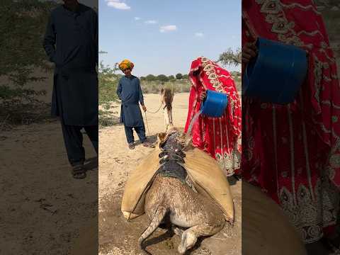 فتاة عطشى تجمع الماء في قطعة قماش فوق جمل تحت أشعة الشمس الحارقة لتروي عطشها