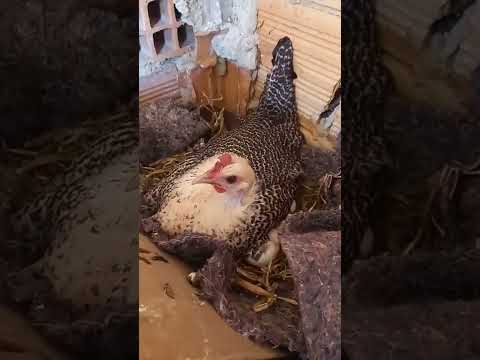 دجاجه الفيومي حاضنه على البيض