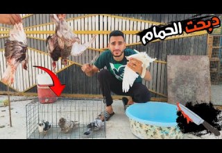 I Slaughtered The Pigeons Weaned The Chicks And Left The Nesting Pigeons They Drove My Eyes Away