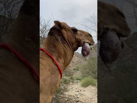 هدير الجمل الفحل السعودية الخليج الرياض