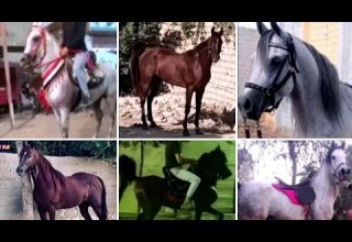اسعار الخيول العربي اسعار الخيل العربي في مصر