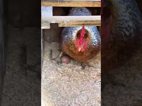 صوت الدجاج عندما تبيض