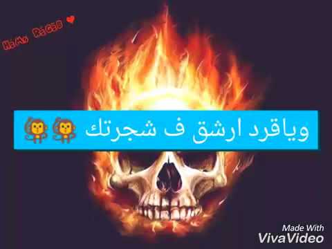 حموو بيكا ارض المليون جبروت