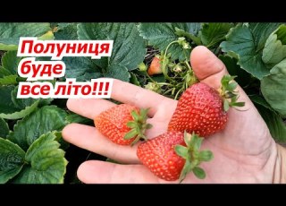  The Second Wave Of Fruiting Of Remontant Murano Strawberries Very Tasty
