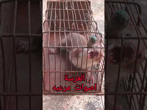 العرسه مفترس مرعب ماوراءيات اكسبلور طيور صيد حيوانات السعوديه العراق المغرب الجزائر