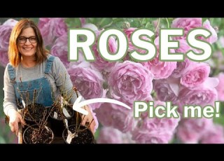 Choose The Right Rose How To Decide Which Roses To Plant