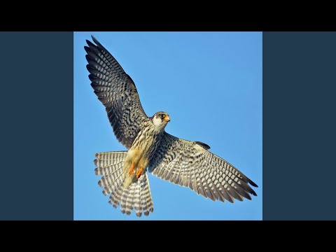 AKHUAIPUINA Amur Falcon Song