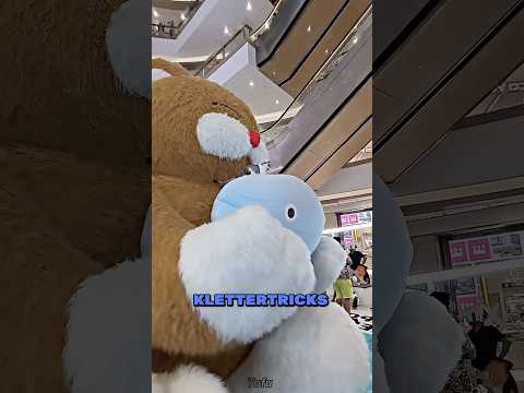 Abenteuer Einer Katze Zum Gipfel