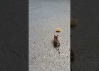 Era Mucho Queso Para Este Ratón