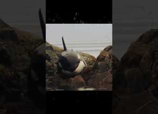 Orca Steckte In Den Felsen Fest Hat Er überlebt Shorts