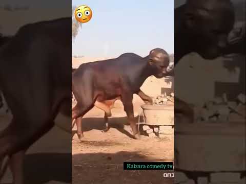 WHAT DID I JUST WATCHED Funny Trending Comedymovies Kaizaratv Movie Fyp Youtubeshorts Reels WHAT DID I JUST WATCHED Funny Trending Comedymovies Kaizaratv Movie Fyp Youtubeshorts Reels