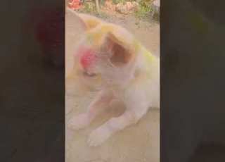  Happy Holi Funny 2025 3 14 Date