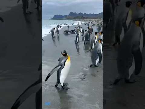 يا مجيب الدعاء يا عظيم الجلال