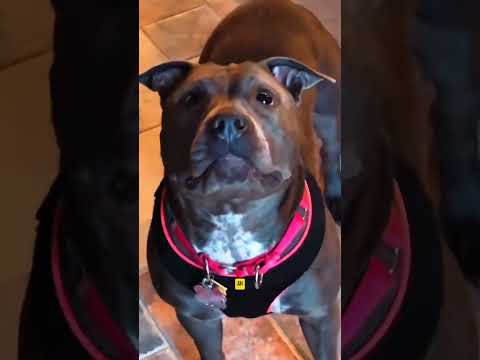 Best Videos Of The Year You Must Watch ShortVideo Trending