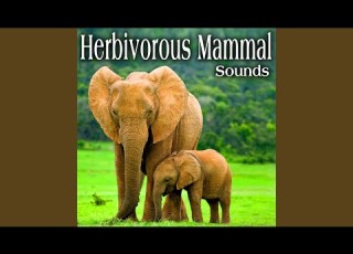 Elephant Trumpet With Deep Growl Take 2