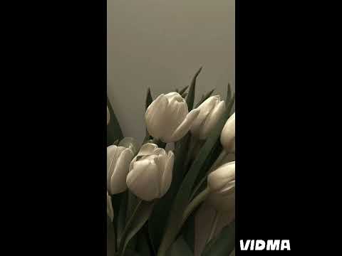 مروان خوري بعشق روحك بدون موسيقى