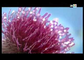 Nivea Spot April 2011 Mp4