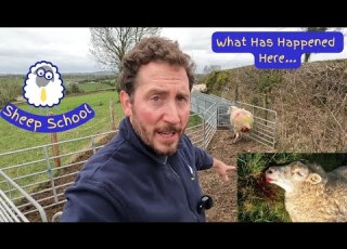 Pre Lambing Sheep Problems Prolapse Refit