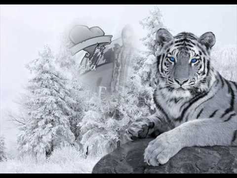 مهرجان القمه وفرحه حوده البحار