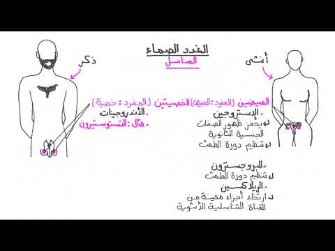 التنظيم الهرموني في الانسان احياء تالته ثانوي 2022 التنظيم الهرموني في الانسان احياء تالته ثانوي 2022