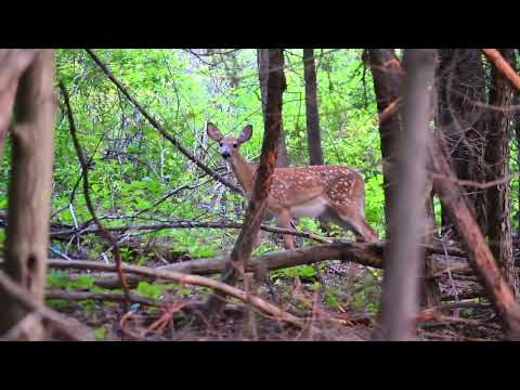 Black Morte Ghazzal Reem غزال الريم بلاك مورتي