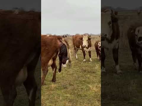 TAZAMA NG OMBE ANAVYOZAA KWA UTULIVU