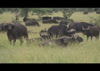African Buffalo Serengeti National Park Africa