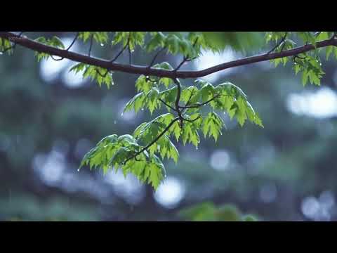 سورة مريم كاملة علي جابر بدون اعلانات Surah Mariam