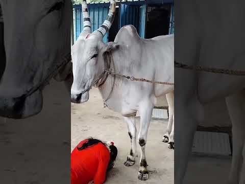 عبادة البقر تحتل مكانة الهندية القديمة ي طلق على البقرة أسم كمذنو أي مانحة كل الأمنيات الجن