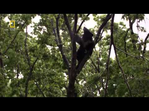 وثائقي براري روسيا الغابة السرية HD 1