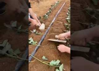  Planting Sweet Potatoes Farmerya