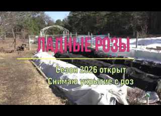 Открываю сезон 2026 Снимаю укрытие с роз