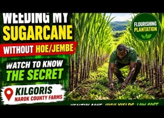 Update On Cane Farming No Weeding But Growing