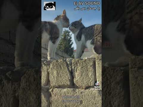 ELAV SOUND يا جدعان بس بقى