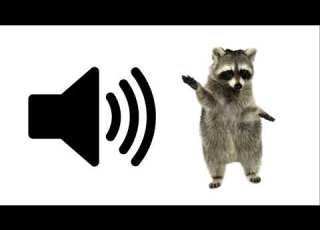 Baby Racoon Sound Effect ProSounds