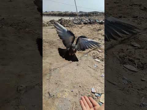 احلى طير اليف لايك واشتراك وتعليق جميل احلى طير اليف لايك واشتراك وتعليق جميل