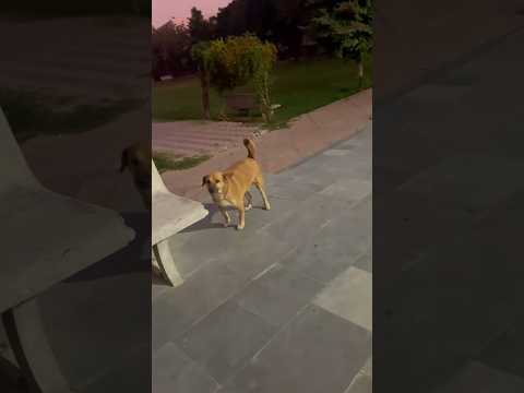 كلب غريب مسكون جني ام سيف ونانو