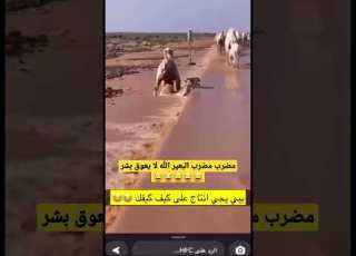  مضرب مضرب البعير الله لا يعوق بشر سيول مزاين الابل امطار ضراب
