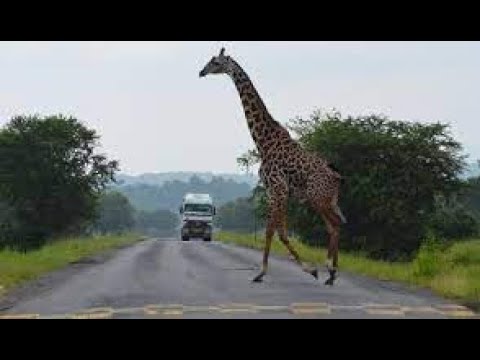 Hifadhi Ya Mikumi Morogoro