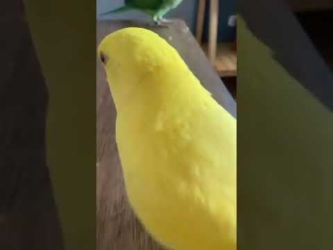 أنواع جميلة من ببغاء الذرة الكوكي