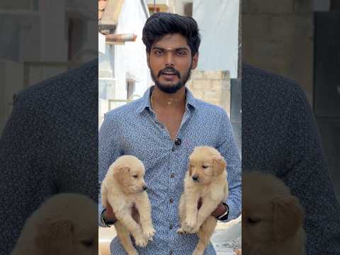 Golden Retriever 9629172728