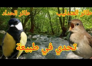  تحدي في تغريد بين طائر العندليب و طائر الحداد في طبيعة لتلقين فراخ اون Birds Singing In Nature