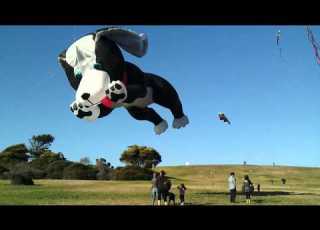 Dog Kite