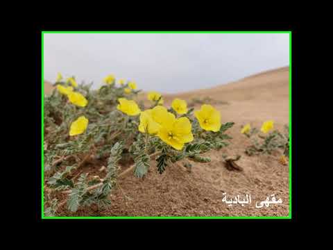 صادفت منسوع الجديلة محمد الشاطري كلمات حسين بن علي حليمان حصريا صادفت منسوع الجديلة محمد الشاطري كلمات حسين بن علي حليمان حصريا