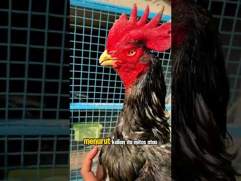 JAGO BANGKOK JENGGER WILAH LAMBA TERBAIK Jenggerayam Ayambangkokimport